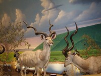 Kudu