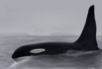 In Memory of Ruffles J1