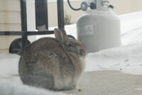 rabbit