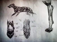 Canine Studies II