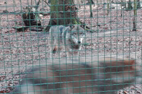 Wolf Pack 3