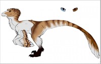 Rune.DakotaRaptor.Ref Sheet.