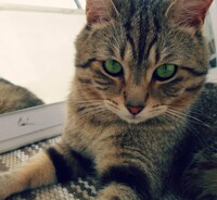 My cat again. 