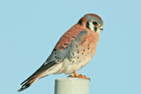American Kestrel, falcon