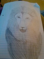 Lion sketch