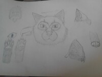 Cat sketch page (100 animals challenge)