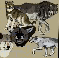 Aspect of the Wolf Doodles