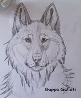 wolf sketch