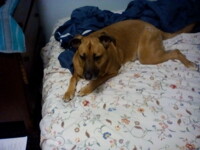 My dog jayla