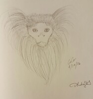 Cocoa the Marmoset