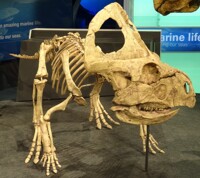 Protoceratops andrewsi 02