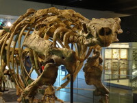 Talarurus plicatospineus 02