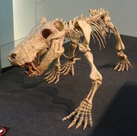 Inostrancevia alexandri 01