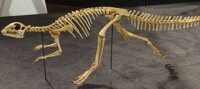 Hypsilophodon foxii 01