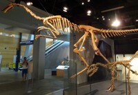 Gallimimus bullatus 01