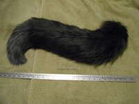The Plushest Fluffiest Tail