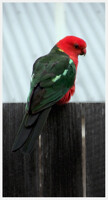 King Parrot
