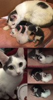 More Kittens!