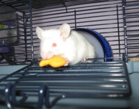 My Noms! Ehehehee