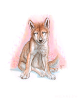 Wolf Pup