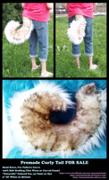 Tan and white Curly tail AUCTION!