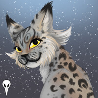 lynx warmup