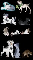 KMK - Breed Sheet - Pure - Litter 002