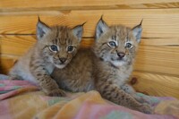 lynx