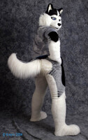 Huskybutt showing off