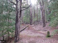 Through the forest