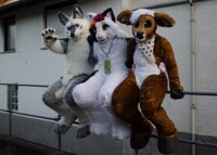 3 furries on a rail
