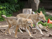 Wolves
