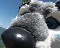 Snoot Boop