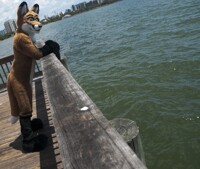 Pier Fox 03