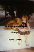 In Loving Memory Of Pongo