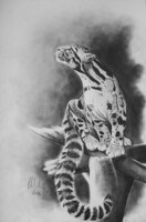 Towards the Light (Clouded Leopard)