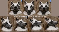 Grey-white Wolf mask