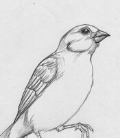 Passerine Sketch 2