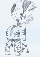 Hooper the Zebra