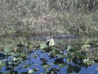 Florida alligator, male