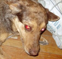 Demon Dog