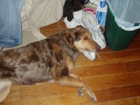 Demon dog Full view