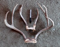 Atypical Antlers, Fur and More FS!