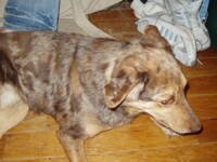 Roxie the demon dog