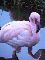 Lesser Flamingo (Phoeniconaias minor)