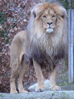 Southwest African Lion (Panthera leo bleyenberghi)