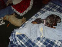 Puppies passed out