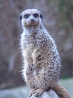 Meerkat On The Watch (Suricata suricatta)