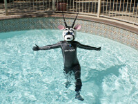 Gazelle playing in the pool FF 2009