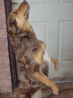 part two of roxie standing on two legs